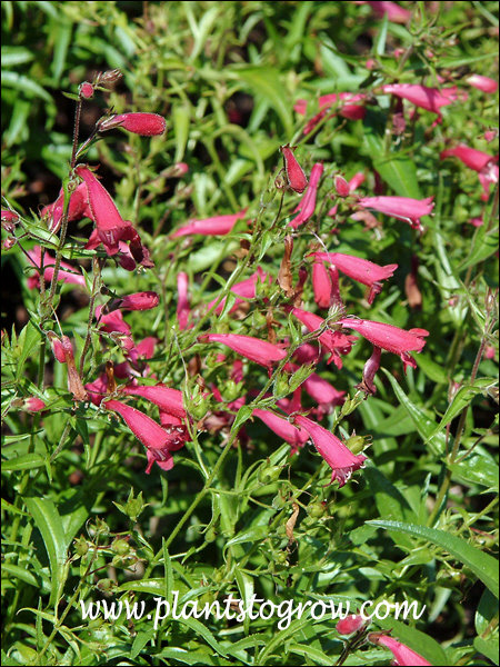tubulat pink flowers